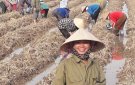 Xã Nông Trường thu hoạch lúa mùa và làm cây vụ đông năm 2020